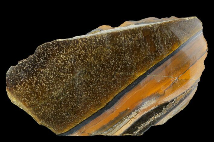 Polished Tiger's Eye Section - South Africa #128491